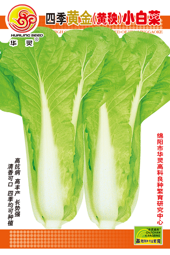 四季黄金小白菜